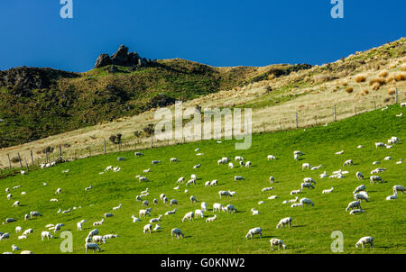 A herd of sheeps in New Zealand. Stock Photo