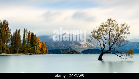 The iconic lone tree of Lake Wanaka, New Zealand. Stock Photo