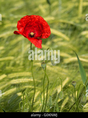 Single corn poppy Stock Photo