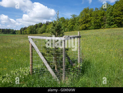 Young sequoia with protective grid Stock Photo