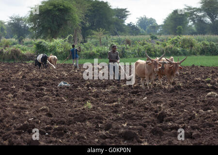 Meki River delta, Ziway, Ethiopia, October 2013 Farmers plough their land with oxen. Stock Photo