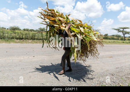 Meki River delta, Ziway, Ethiopia, October 2013: A young boy carrying maize stalks home for animal feed. Stock Photo
