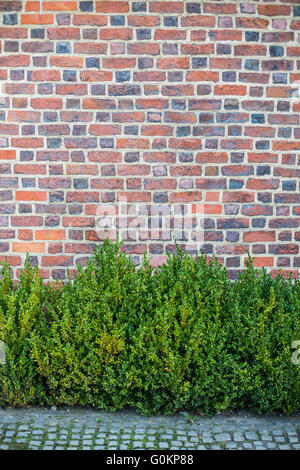 Old red brick wall with green plants Stock Photo