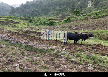 Ankober Woring Mesche Kebele, North Shewa,  Ethiopia, October 2013: steep slopes have been partly terraced. Stock Photo