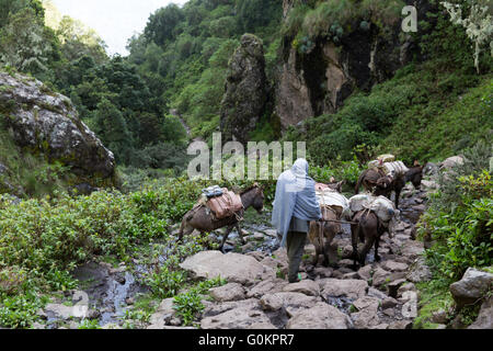 Ankober Woring Mesche Kebele, North Shewa,  Ethiopia, October 2013: a trader with his donkeys on the steep path out of the valley. Stock Photo