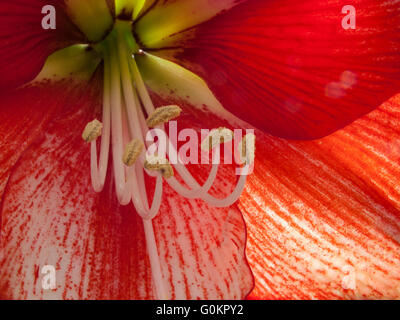 Lilys Stock Photo