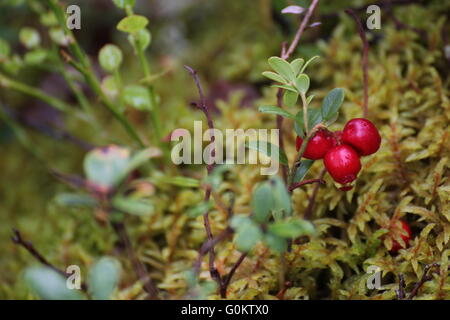 European blueberry (Vaccinium myrtillus) in Sweden. Stock Photo