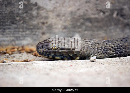 Serbia - An Aesculapian snake (Zamenis longissimus) lying on a concrete track Stock Photo