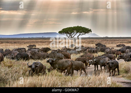 herd of African buffalos (Syncerus caffer) at sunset in Serengeti National Park, UNESCO world heritage site, Tanzania Stock Photo