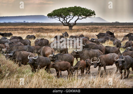 herd of African buffalos (Syncerus caffer) at sunset in Serengeti National Park, UNESCO world heritage site, Tanzania