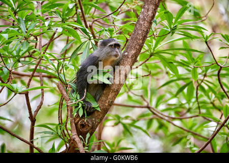 Blue monkey (Cercopithecus mitis), Lake Manyara National Park, Tanzania, Africa Stock Photo