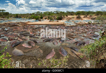huge amount of Hippos (Hippopotamus amphibius) in famous Hippo-Pool of  Serengeti National Park,Tanzania,Afrika
