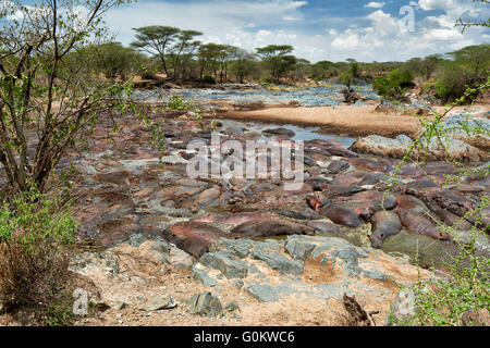 huge amount of Hippos (Hippopotamus amphibius) in famous Hippo-Pool of  Serengeti National Park,Tanzania,Afrika Stock Photo