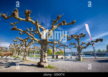 Trees and flowers along the embarkment in the Kreuzlingen city center near Konstanz city with the lake Constance and boats. Stock Photo