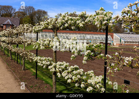 Espaliered blossoming fruit trees in a garden during springtime. Stock Photo