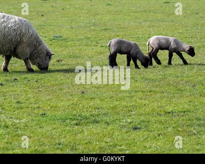 Ewe with her two Spring baby lambs eating grass in a field Stock Photo