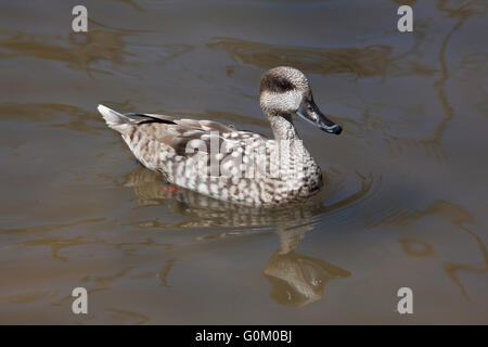 Marbled duck (Marmaronetta angustirostris), also known as the marbled teal at Dvur Kralove Zoo, Czech Republic. Stock Photo