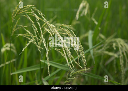 Rice growing in the Banaue Rice Terraces having reached the flowering stage. Stock Photo