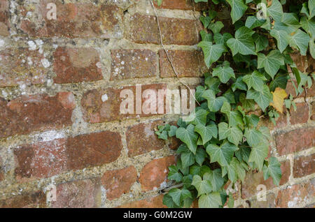 Ivy growing on a brick wall Stock Photo
