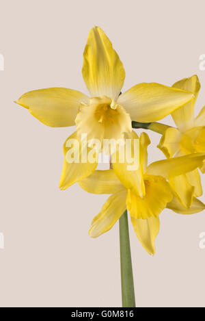 Narcissus 'Pipit' a jonquilla type daffodil with stem bearing three, lemon yellow flowers and a pale centre, April Stock Photo