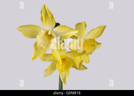 Narcissus 'Pipit' a jonquilla type daffodil with stem bearing three, lemon yellow flowers and a pale centre, April Stock Photo