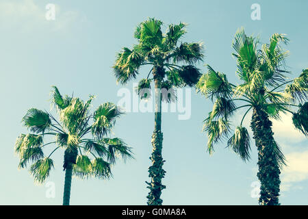 Three palm trees against blue sky instagram retro toned, Barcelona, Spain Stock Photo