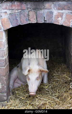 Gloucestershire Old Spot Pig in his hut England Stock Photo