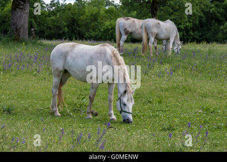 Lipizzaner horses in Lipica, Slovenia Stock Photo