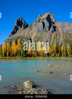 Canada, British Columbia, Yoho National Park, Wixwaxy Peaks overlook golden alpine larch and Hungabee Lake on Opabin Plateau. Stock Photo