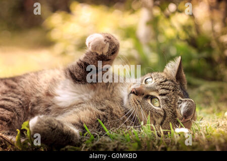 Cat lying and playing in grass. Copy space Stock Photo