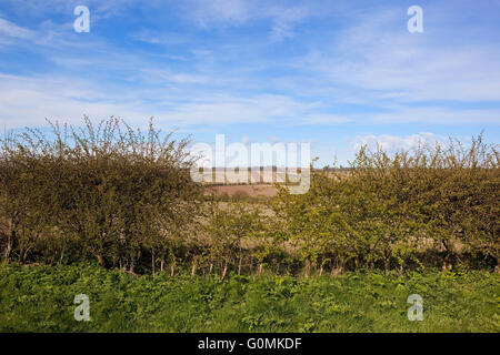 Patchwork fields of the Yorkshire wolds in springtime viewed through a gap in a young Hawthorn hedge Stock Photo