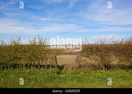 Patchwork fields of the Yorkshire wolds in springtime viewed through a gap in a young Hawthorn hedge Stock Photo