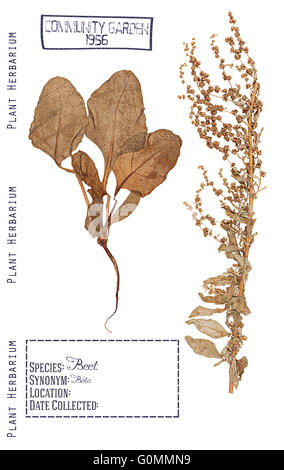Herbarium of pressed parts of the plant beet. Stem, leaves, root and flowers isolated on white Stock Photo