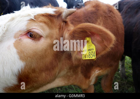 Domestic cattle in England closeup of eye and yellow ear tag for official identification of cattle in Europe. Stock Photo