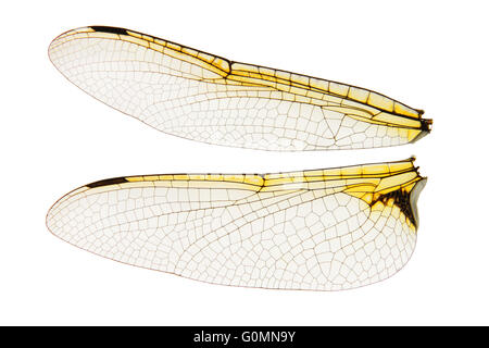 Dragonfly wings isolated on white Stock Photo