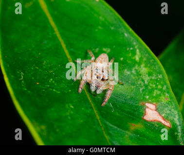 Jumping Spider (Opisthoncus sp.), New South Wales, Australia Stock Photo