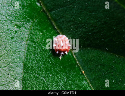 Pink Wax Scale Insect, Ceroplastes rubens, New South Wales, Australia Stock Photo