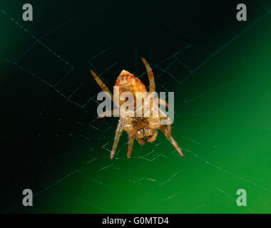 Underside of a Spider sitting on its Web, New South Wales, Australia Stock Photo