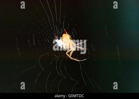 Underside of a Spider sitting on its Web, New South Wales, Australia Stock Photo