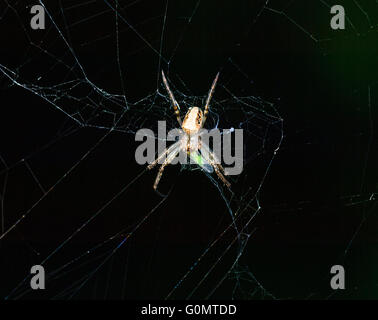 Spider with Prey on its Web, New South Wales, Australia Stock Photo