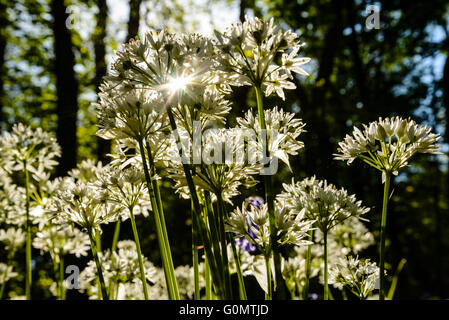 Flowers of wild garlic Allium ursinum in woods near Abbeystead Lancashire Stock Photo