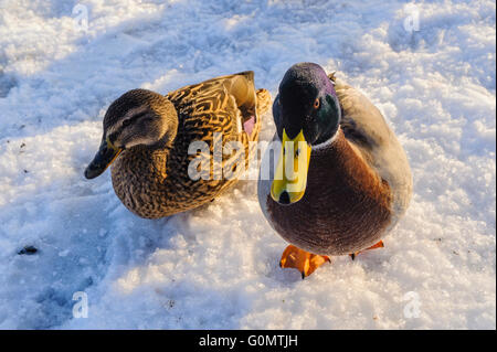 Mallard (Anas platyrhynchos) duck and drake in snow at Garstang Lancashire UK Stock Photo