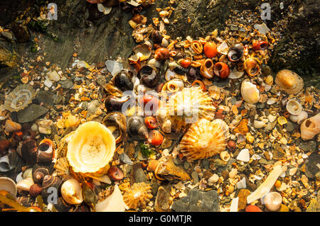 Seashells in rock-pool at Niarbyl Bay Isle of Man Stock Photo