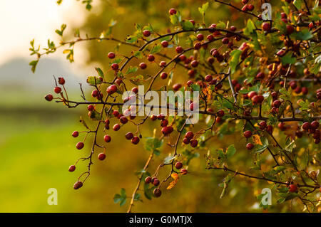 Rosehips on dog-rose (Rosa canina) in hedgerow near Garstang Lancashire UK Stock Photo