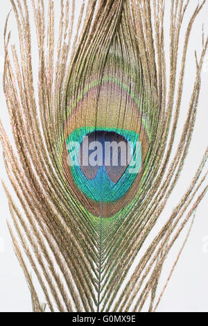 Close Up Peacock Feather Stock Photo