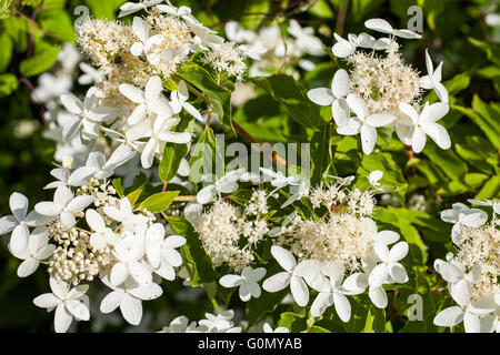 Hydrangea paniculata 'Praecox' Stock Photo