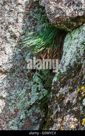 Forked spleenwort (Asplenium septentrionale) Stock Photo