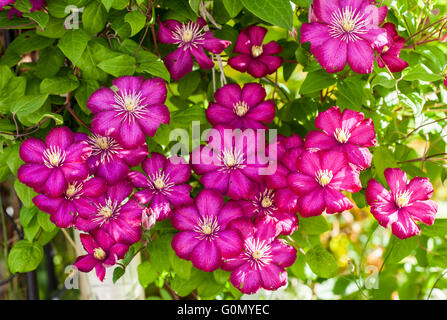 Clematis Ville de Lyon Stock Photo