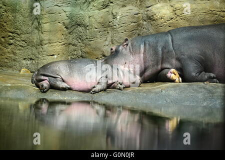 hippopotamus in Prague ZOO in czech republis