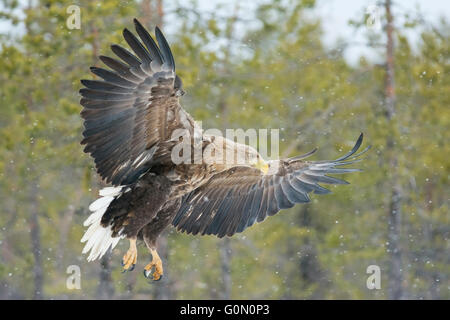 White-tailed Eagle in flight Stock Photo